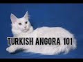 Turkish angora cats 101 の動画、YouTube動画。