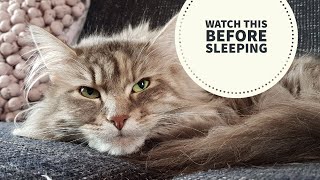 Cat therapy | This helps you fall asleep by Lera the Maine Coon and Friends  4,257 views 5 years ago 2 minutes, 47 seconds