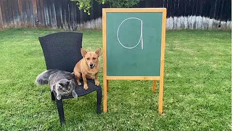 Professor Ginger and Axle and the Word a | Sight Word a | Read and Spell the High Frequency Word a