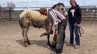 SCARED Young Horse Gets Help From FARRIER