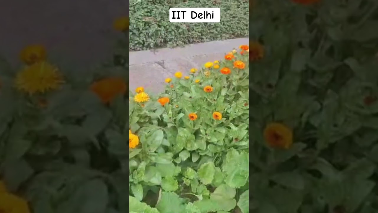 IIIT Delhi 