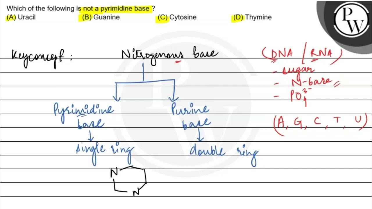 Which Of The Following Is Not A Pyrimidine Which of the following is not a pyrimidine base? (A) Uracil (B) Gua