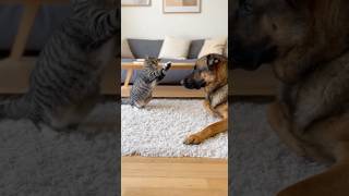 Cat Tries To Fight A German Shepherd Big Mistake