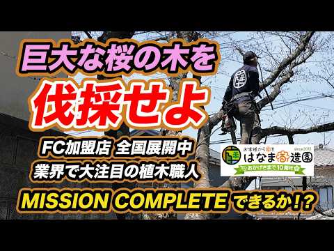 値下げ❗️山桜 サクラ 伐採 大木1本分全て　丸太　 現場密着】10mのサクラの大木伐採 - YouTube