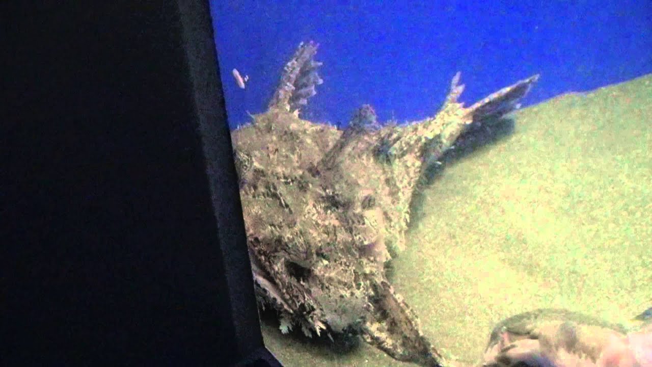 ケムシカジカ（毛虫鰍）　Shappy sea raven