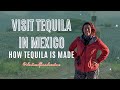 Discover How Tequila Is Made In Jalisco, Mexico