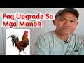 Paano Mag Upgrade Sa Manukan? (@ChickenTour)