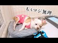 避妊手術後に突然震えが止まらくなった子犬、意外な理由