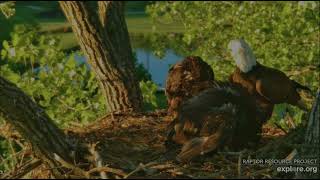 Decorah Eagles 5-20-26, 6:34 am HD with fish #1, DH3 grabs it & self feeds, DH4 watching