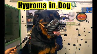 Hygroma in dogs | Hygroma in  Rottweiler by Dr.R.Kishore Kumar MVSc., 6,013 views 1 year ago 12 minutes, 2 seconds