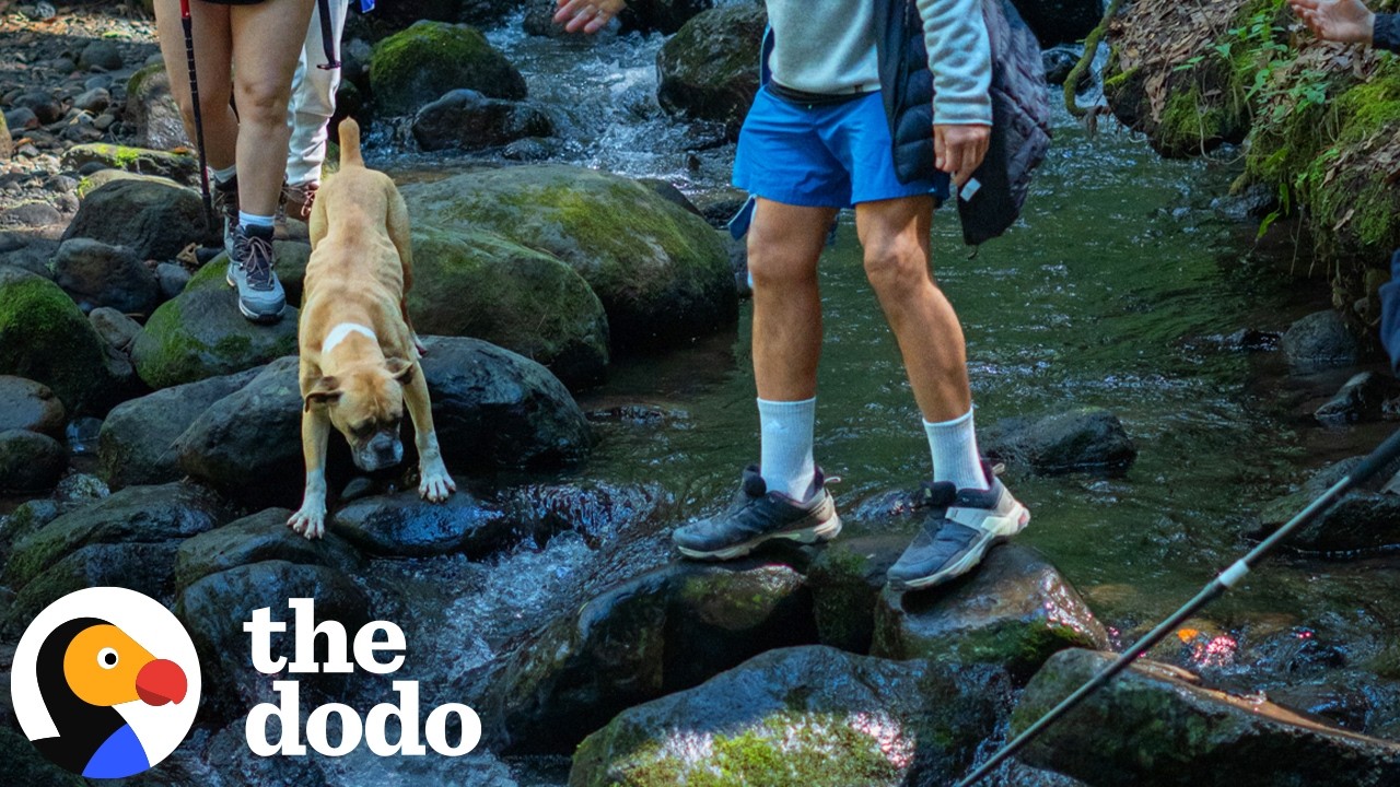 Boxer Follows Hikers Down A Mountain Hoping For A Home | The ...