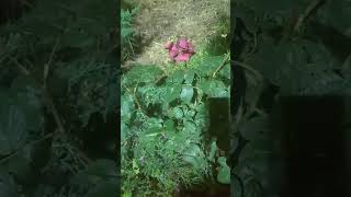 Fatiha, Insirah,Kadir,Ihlas,Felak ve Nas Suresi Tilaveti