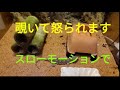 ちょっかい出して怒られるオスのヤモリ君