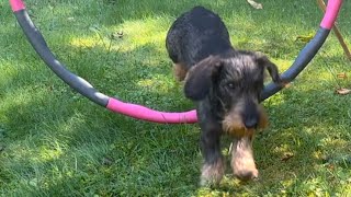 Dachshund tests small agility course built by his Dad