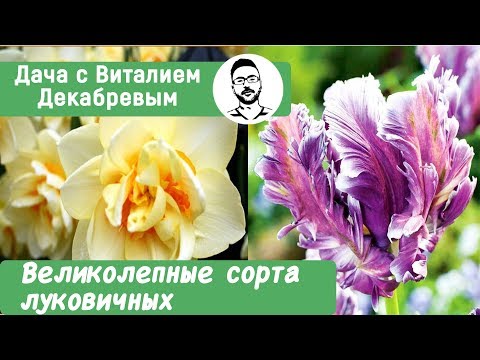 ВЕЛИКОЛЕПНЫЕ СОРТА ТЮЛЬПАНОВ, НАРЦИССОВ, РЯБЧИКОВ