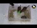 Mouse Trap Homemade | Best Idea Trap Easy Saving Rat