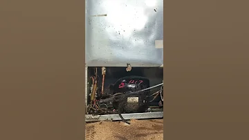 German Cockroaches Infest Fridge 