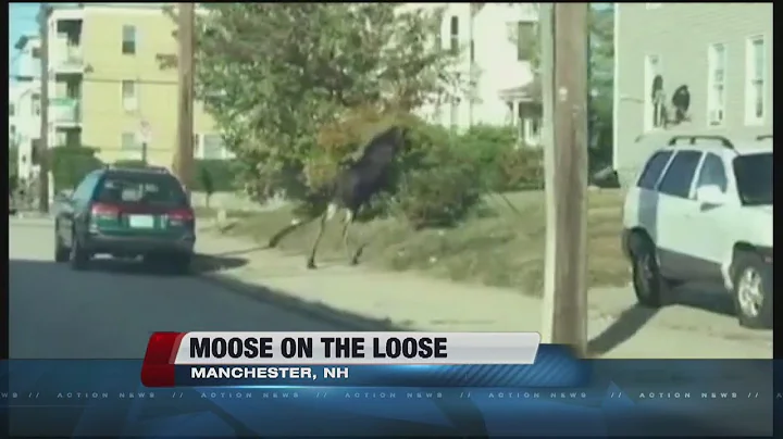 New Hampshire police chase moose on the loose