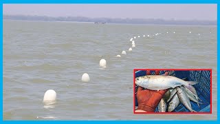 Natural Hilsa Fish Catching System in River | Fish Corn