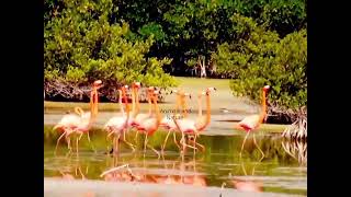 Greater Flamingos (Phoenicopterus)