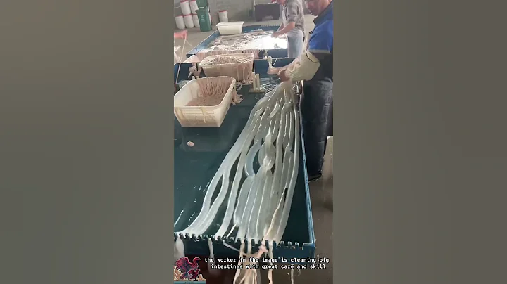 Cleaning Pig Intestines – Ready for Delicious Pork Dishes
