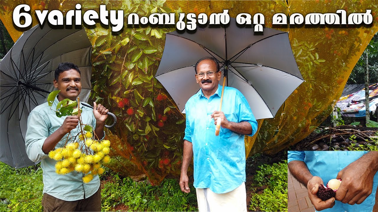 ഒരു മരത്തിൽ 6 variety rambutan കായ്ക്കുന്ന വിജയേട്ടന്റെ  ഫാം rambutan fruit farming in kerala