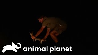 Steve In the Nile With Hungry Crocodiles | The Crocodile Hunter | Animal Planet by Animal Planet 3,127 views 13 days ago 9 minutes, 15 seconds