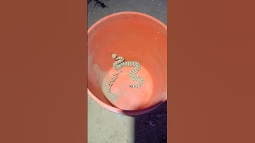 Accidently relocated this small Sidewinder right to a 6 foot gopher snakes door step...🐍🤦‍♂️ #nature