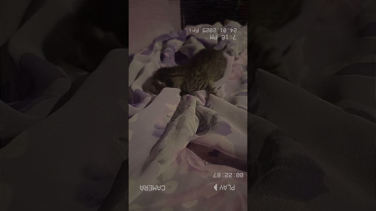 1st day on earth Ding ding ding #cat #kitten #cute #newlife #kitty #viralvideo #viralshorts