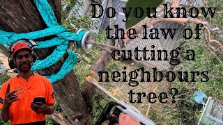 Ep. 7 What the law is about climbing and pruning a neighbours tree.