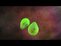 Malaria 3d animation shows how malaria replicates in the human liver