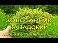 Золотарник канадский. Польза и применение.