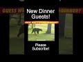 Guess Who's Coming To Dinner? Bears In Crookston, Minnesota