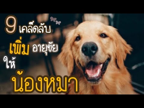 วีดีโอ: Canine ALS