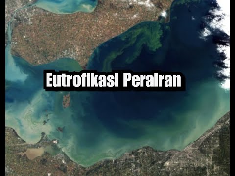 Video: Apakah eutrofikasi dan blooming alga sama?