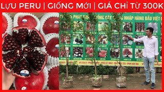 Cây Lựu Peru | Giống Mới | Gía Chỉ Từ 300K | Đt/Zalo 0923916866 | 0968750386