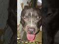 BulleyЁЯШ ЁЯдп Pitbull Americanpittbull Pitbullfight Bully 4kvideo Viral Pets Pitbullkivideo BulleyЁЯШ ЁЯдп Pitbull Americanpittbull Pitbullfight Bully 4kvideo Viral Pets Pitbullkivideo