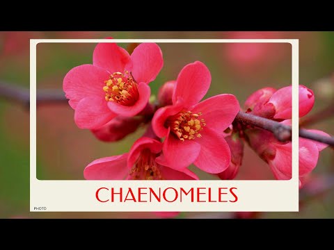 ቪዲዮ: Chaenomeles መቼ ነው የሚተክለው?