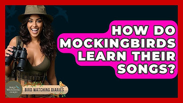 How Do Mockingbirds Learn Their Songs? - Bird Watching Diaries