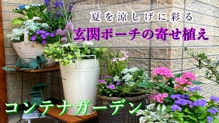 【玄関ポーチの寄せ植え後編】【ガーデニング】コンテナガーデン/夏を涼しげに彩る