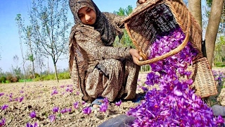 Worlds most expensive flower - Saffron