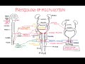 Physiology of Micturition
