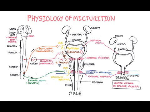 Physiology of Micturition