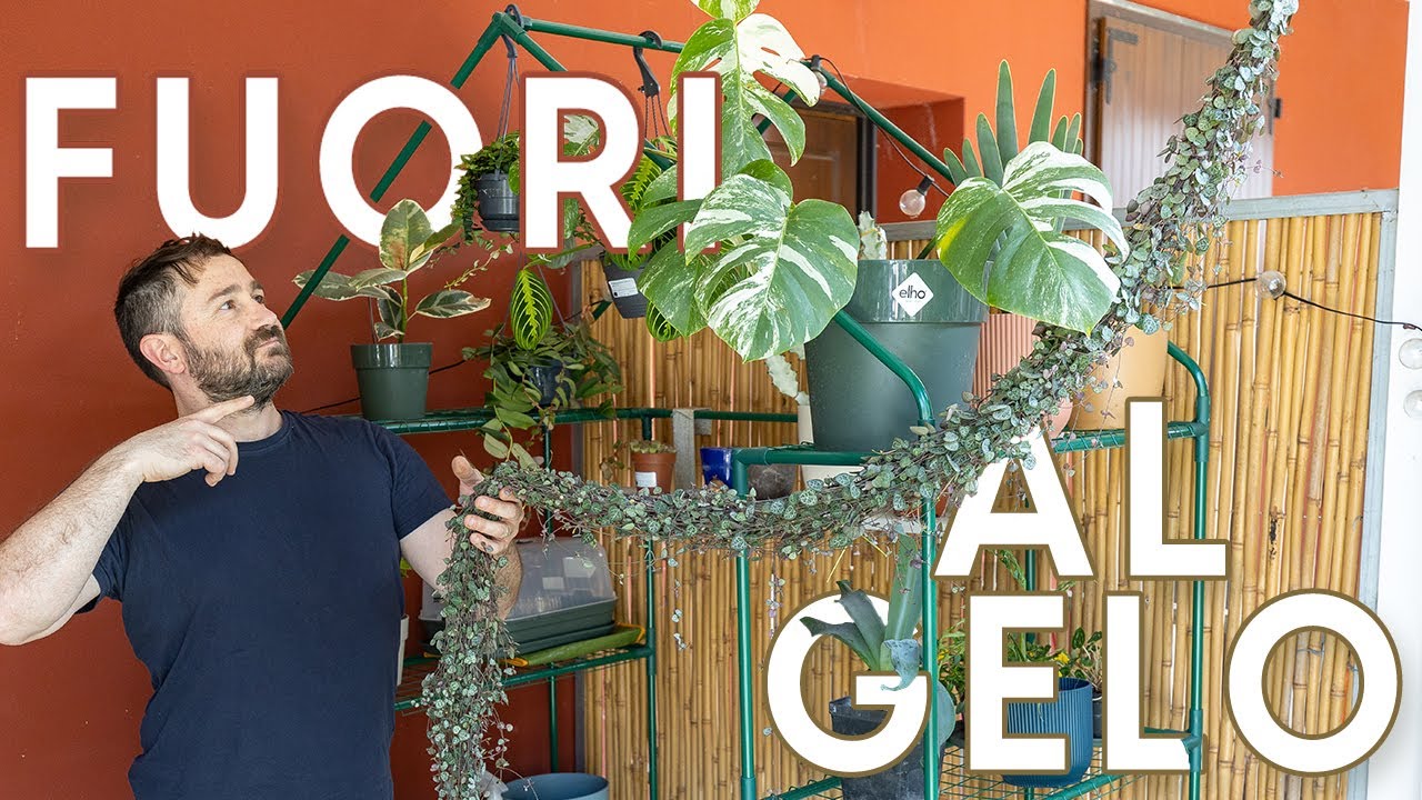 Piante da appartamento in inverno fuori tutto l'anno ❄