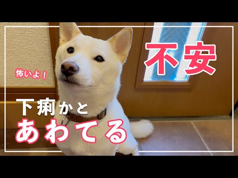 【ビックリ】柴犬の不安顔に急ぐ飼い主!下痢かと焦る一幕!