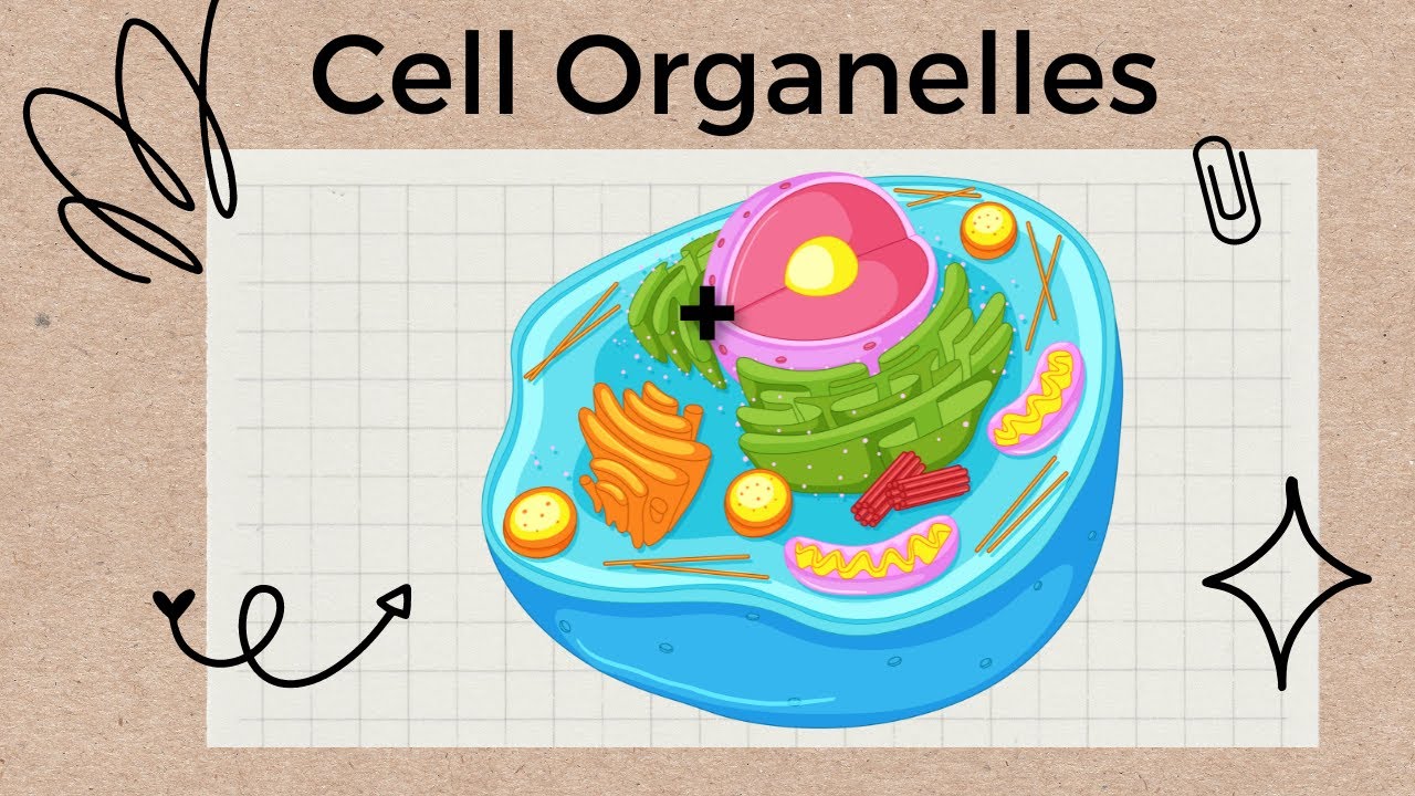 Cell Organelles and Structures - A Tour of the Cell