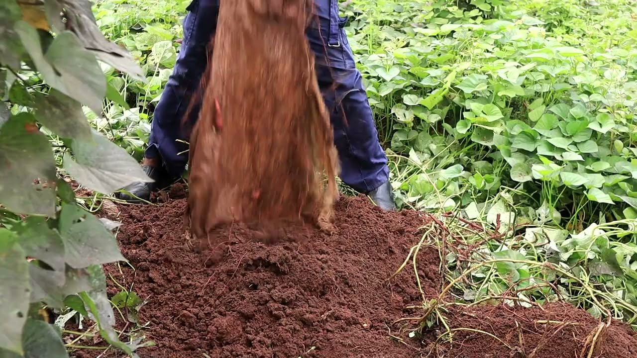 ОБНОВЛЕНИЕ по массовому урожаю картофеля: сравнение 3 методов посадки в мешки и гребни