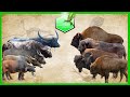 Bison vs Buffalo Size Comparison Living Extinct