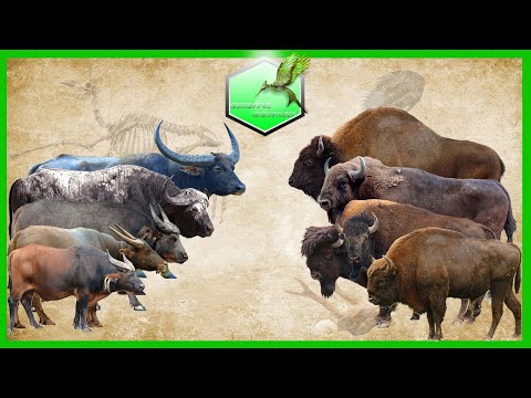 Video: Who is a pygmy buffalo?