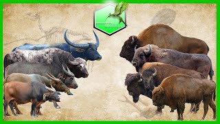 Bison vs Buffalo Size Comparison Living Extinct